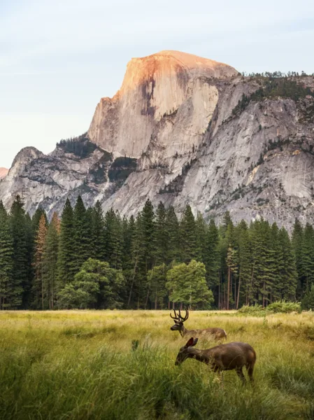 A deer in a forest