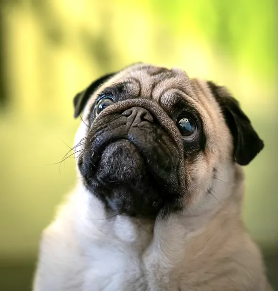 A happy pug